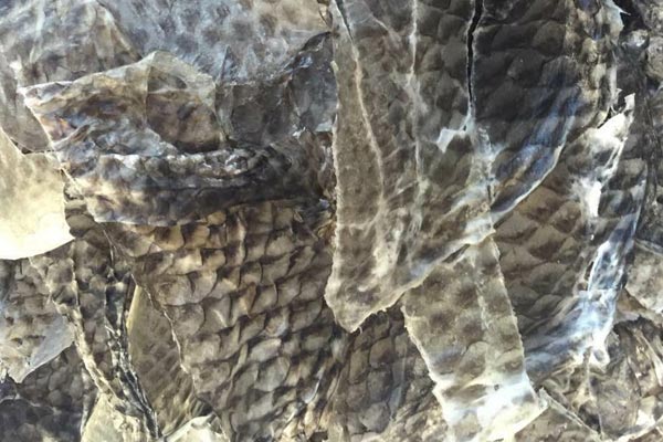 �и���~(y��)Ƥ_�и���~(y��)Ƥ�a(ch��n)Ʒ��B_�и���~(y��)Ƥ�r(ji��)��_�и���~(y��)ƤƷ��_�и���~(y��)Ƥ�DƬ